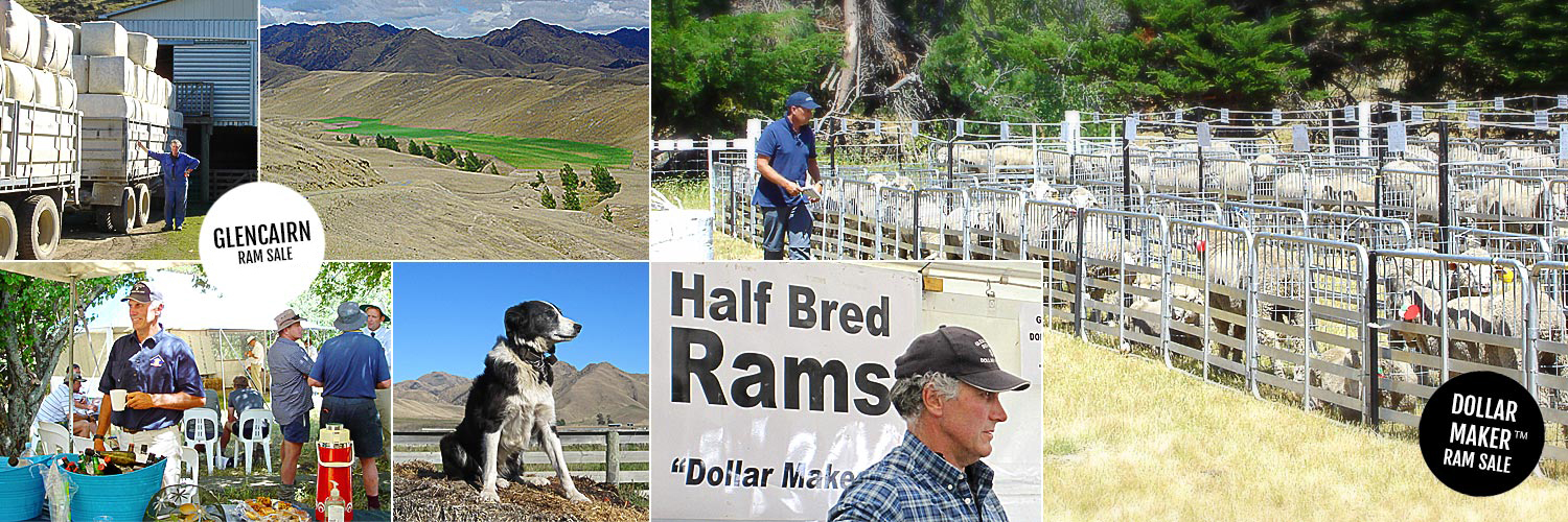 Glencairn Farm, New Zealand Dollar Maker and Dohne rams